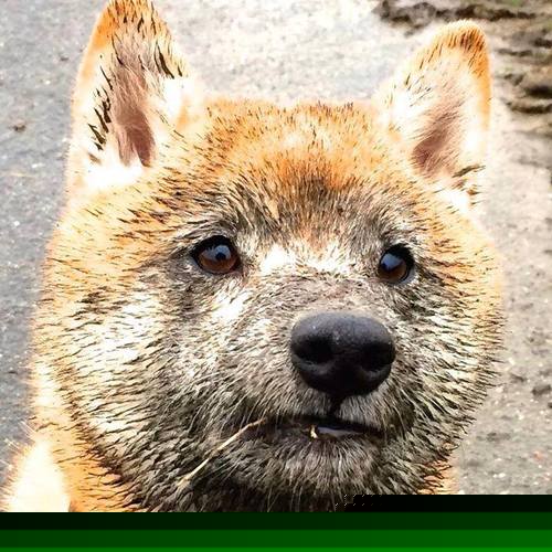 国际游泳赛事中国选手刷新多项纪录，游泳国际大赛