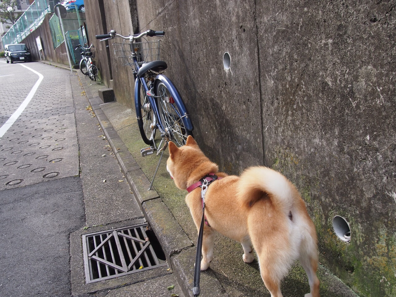 大型花样轮滑比赛，青春的旋转与飞扬，花样轮滑 比赛