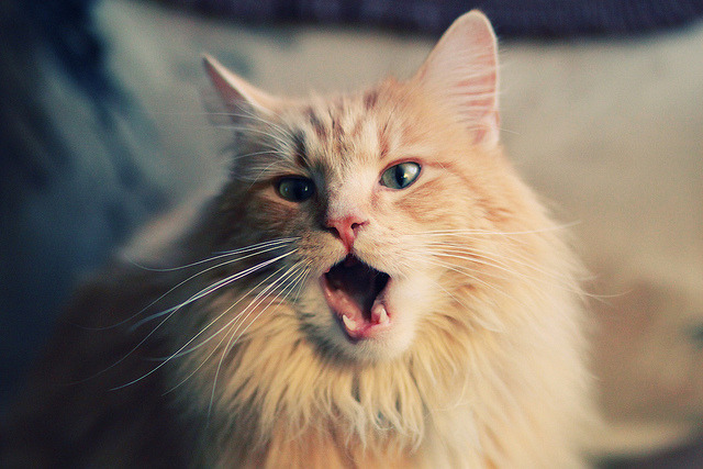 小众运动变主流:台球的崛起,传统台球