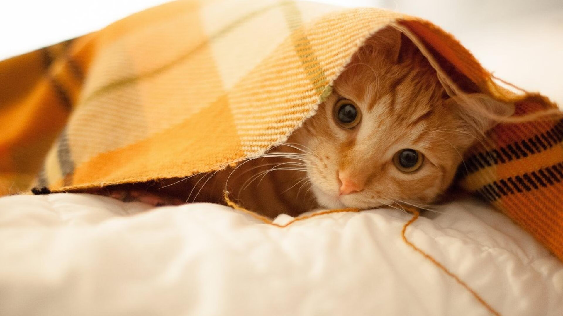 开云网址入口-日本队积极调整状态迎接淘汰赛，日本队集锦